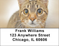 You Know The Look Address Labels | LBQBB-02