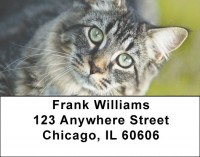 You Know The Look Address Labels | LBQBB-02