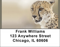 Cheetahs Address Labels | LBQBB-03