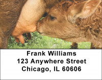 Baby Calves Address Labels | LBQBB-07
