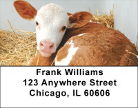 Baby Calves Address Labels | LBQBB-07