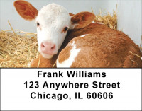 Baby Calves Address Labels | LBQBB-07