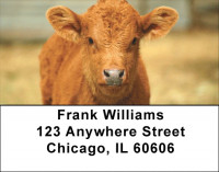 Baby Calves Address Labels | LBQBB-07