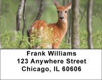 Fawns In Springtime Address Labels | LBQBB-20