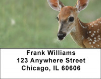 Fawns In Springtime Address Labels | LBQBB-20