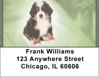 Bernese Mountain Dogs Address Labels | LBQBB-25