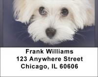 Bichon Address Labels | LBQBB-26