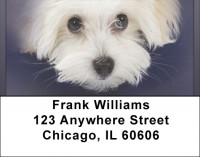 Bichon Address Labels | LBQBB-26
