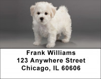 Bichon Puppies Address Labels | LBQBB-27