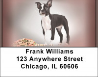 Boston Terrier Portraits Address Labels | LBQBB-29