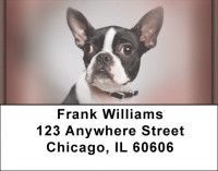 Boston Terrier Portraits Address Labels | LBQBB-29