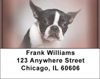Boston Terrier Portraits Address Labels | LBQBB-29