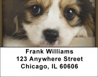 Cavachon Puppy Address Labels | LBQBB-36