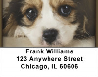 Cavachon Puppy Address Labels | LBQBB-36