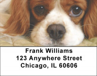 Cavalier St. Charles Address Labels | LBQBB-37