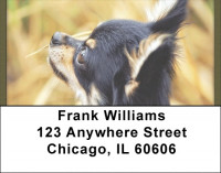 Chihuahua Field Day Address Labels | LBQBB-38