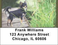 Chihuahua Field Day Address Labels | LBQBB-38
