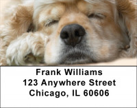 Sleeping Cocker Spaniel Address Labels | LBQBB-41