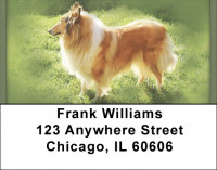 Collie Portraits Address Labels | LBQBB-45