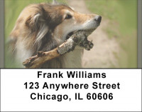 Collie Portraits Address Labels | LBQBB-45