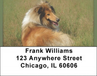 Collie Portraits Address Labels | LBQBB-45
