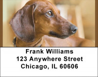 Dachshund Darlings Address Labels | LBQBB-46