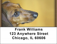 Darling Dachshunds Address Labels | LBQBB-47