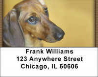 Darling Dachshunds Address Labels | LBQBB-47