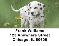 Dalmatians Address Labels | LBQBB-50