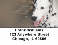 Dalmatians Address Labels | LBQBB-50