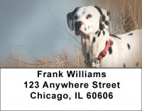 Dalmatians Address Labels | LBQBB-50