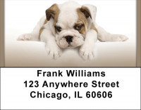 English Bulldogs Address Labels | LBQBB-51