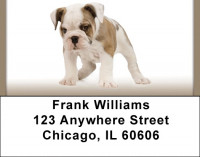 English Bulldogs Address Labels | LBQBB-51