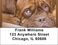 French Mastiff Address Labels | LBQBB-55