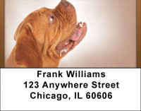 French Mastiff Address Labels | LBQBB-55