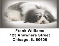 Havanese Address Labels | LBQBB-61