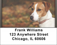 Jack Russell Terrier Address Labels | LBQBB-63