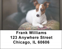 Jack Russell Terrier Address Labels | LBQBB-63