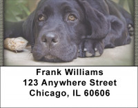 Black Labs Address Labels | LBQBB-66