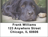 Black Labs Address Labels | LBQBB-66