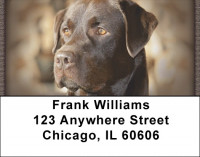 Chocolate Labrador Retrievers Address Labels | LBQBB-67