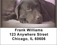 Chocolate Labrador Retrievers Address Labels | LBQBB-67