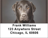 Chocolate Labrador Retrievers Address Labels | LBQBB-67