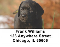 Labrador Puppies Address Labels | LBQBB-69