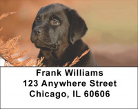 Labrador Puppies Address Labels | LBQBB-69