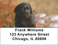 Labrador Puppies Address Labels | LBQBB-69