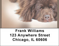 Newfoundland Terriers Address Labels | LBQBB-76
