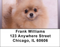 Pomeranian Spitz Address Labels | LBQBB-83