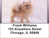 Pomeranian Spitz Address Labels | LBQBB-83