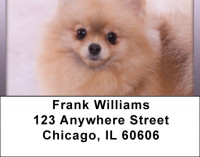 Pomeranian Spitz Address Labels | LBQBB-83